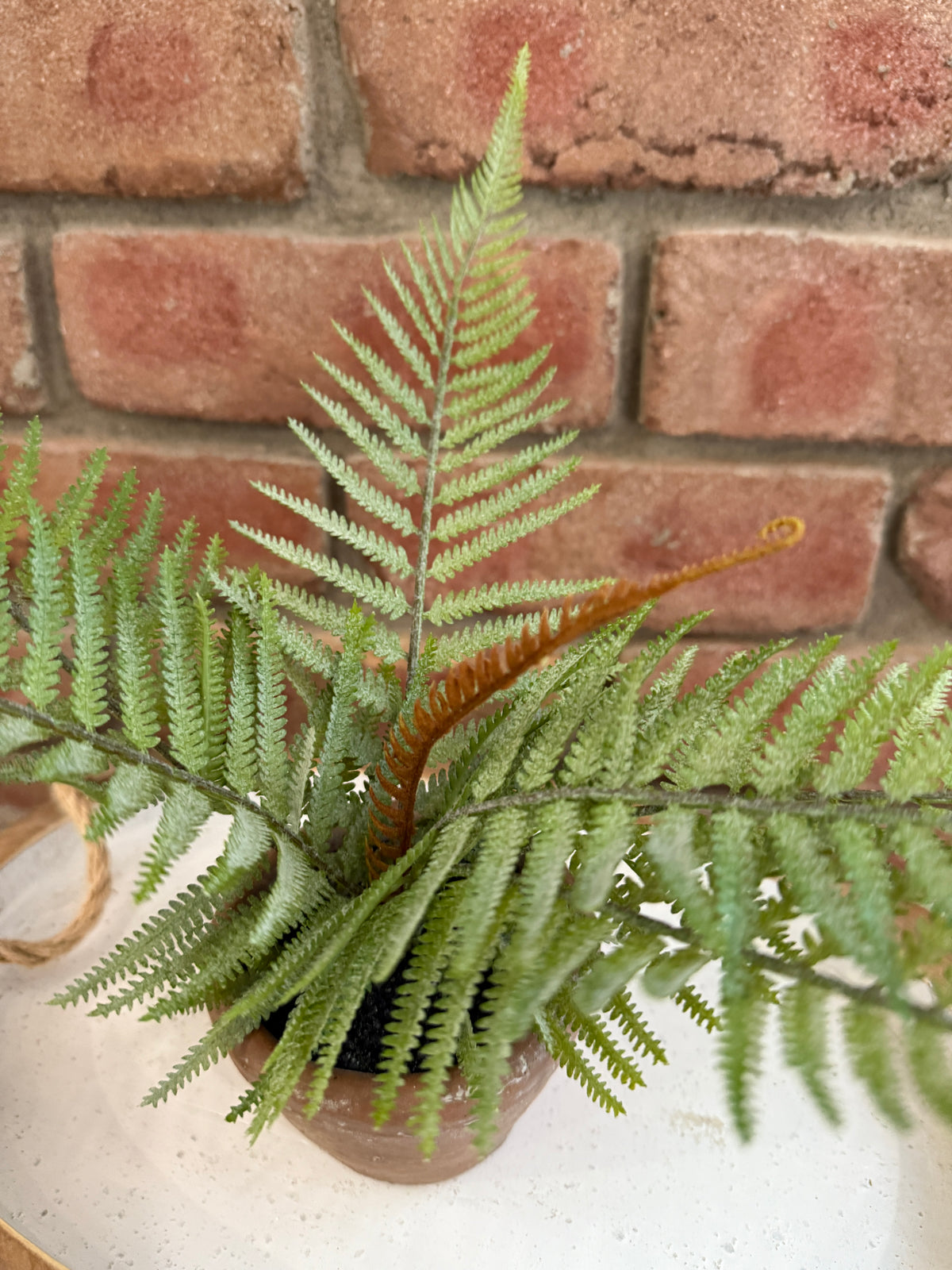 Hill Gate Pot - Plume Fern