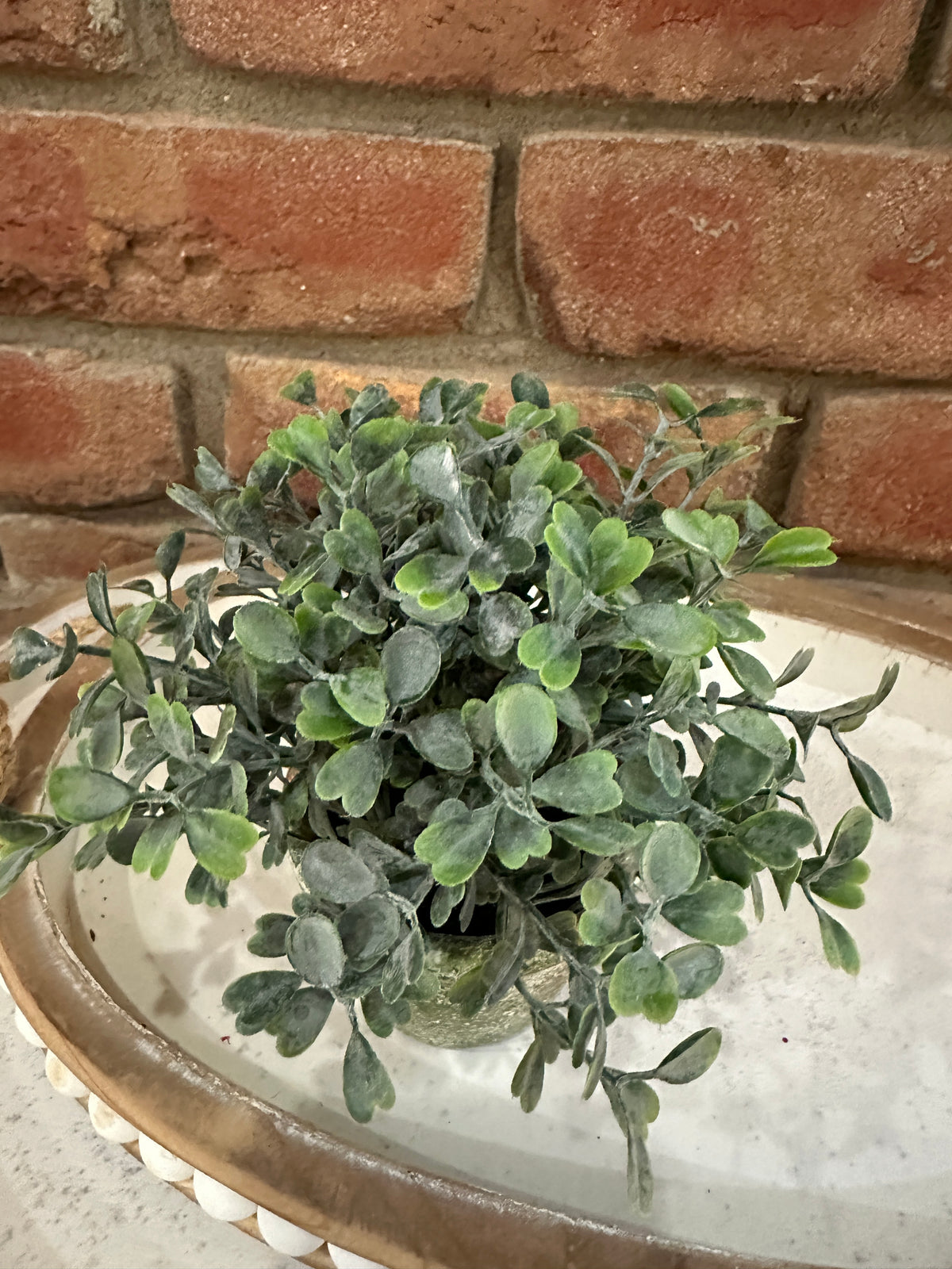 Belmont Pot - Purslane