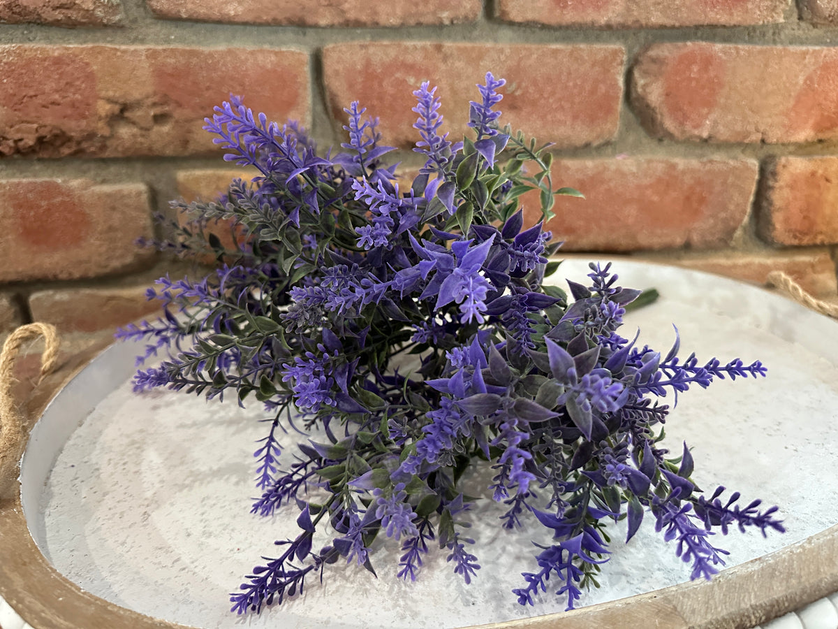 Provence Plains Lavender Bush