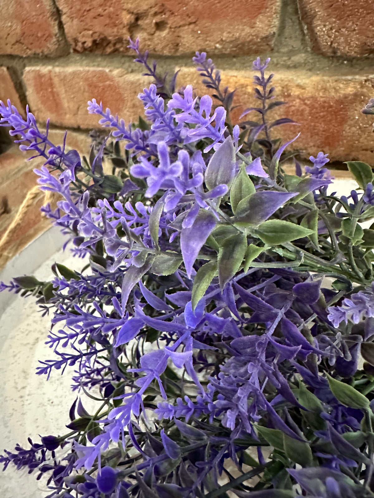 Provence Plains Lavender Bush