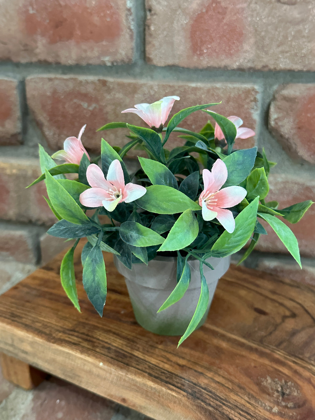 Bashful Blooms Pot - Bliss