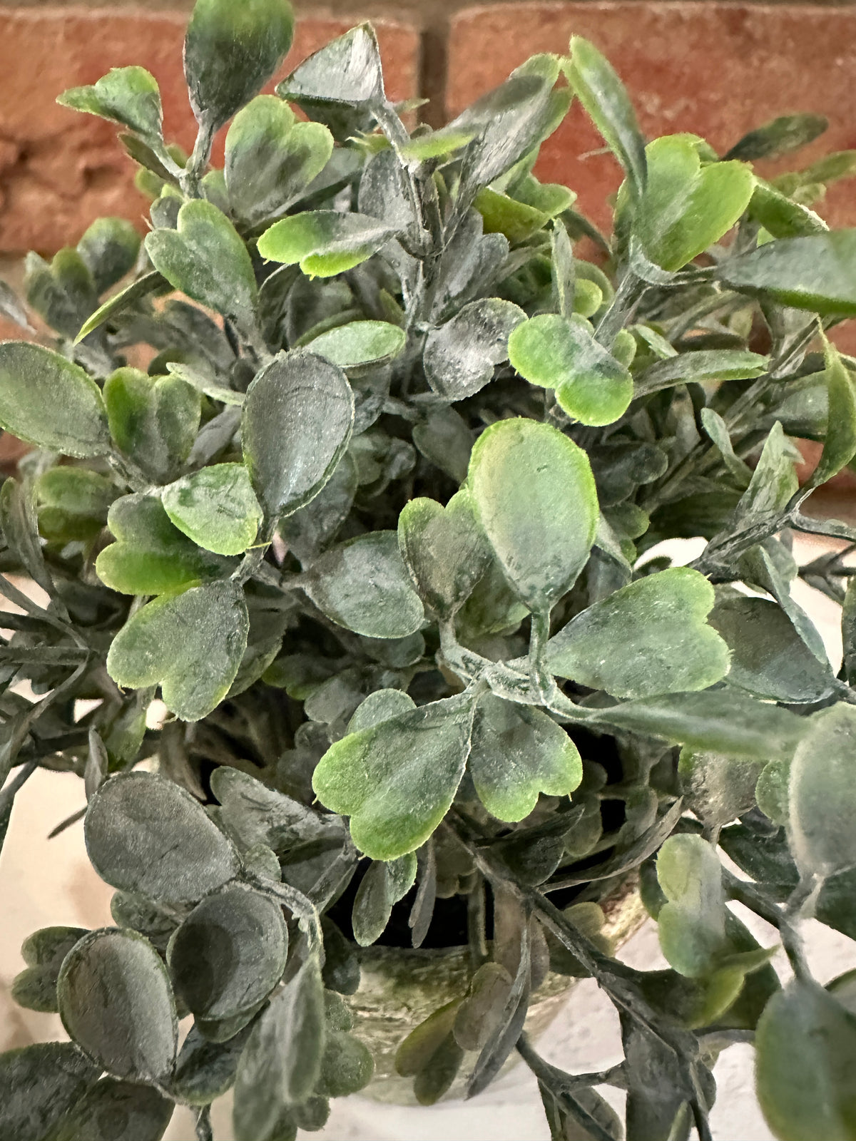 Belmont Pot - Purslane