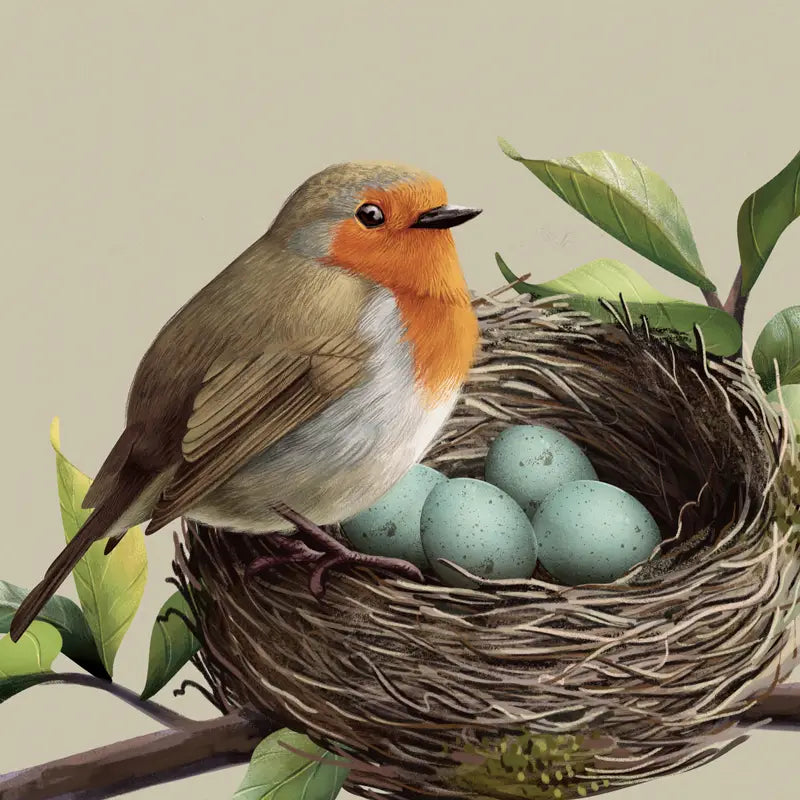 Robin Square Coaster