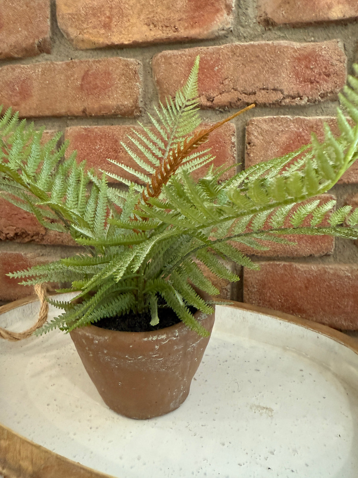 Hill Gate Pot - Plume Fern