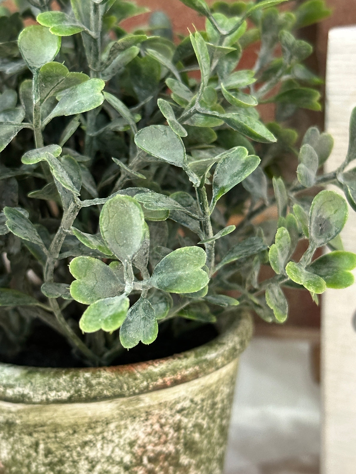 Belmont Pot - Purslane