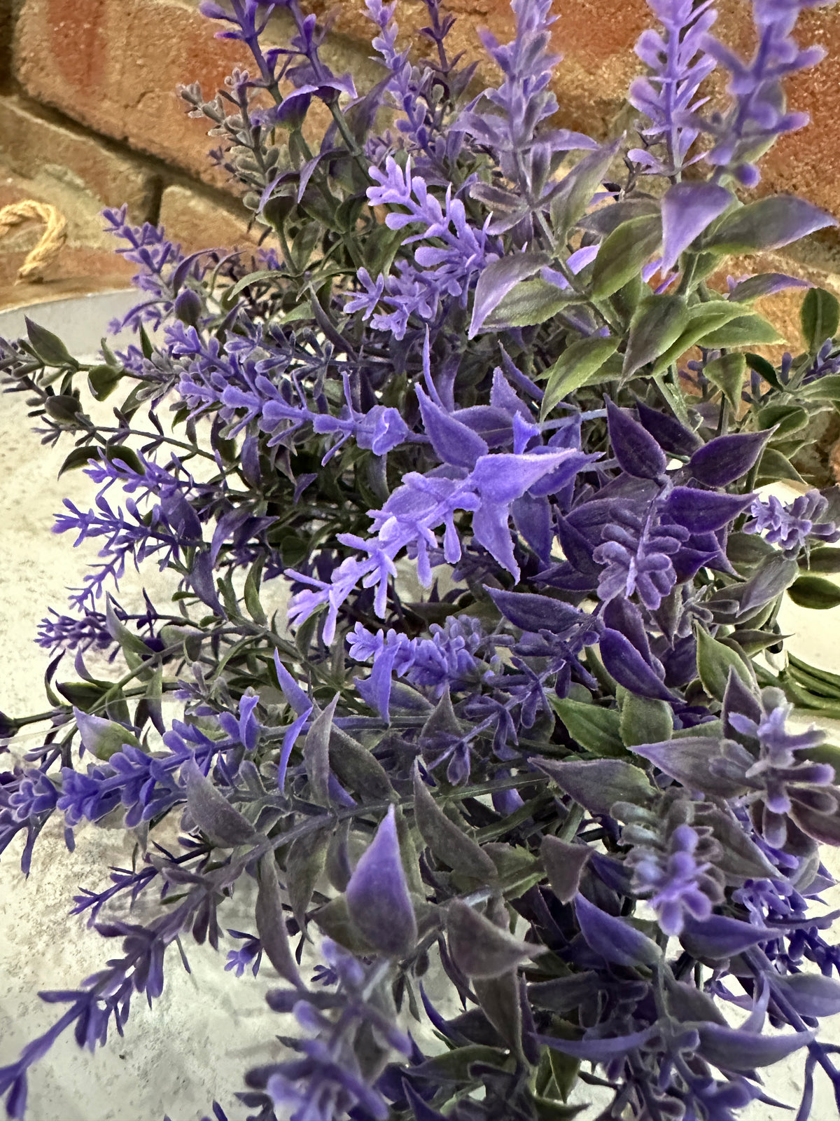 Provence Plains Lavender Bush