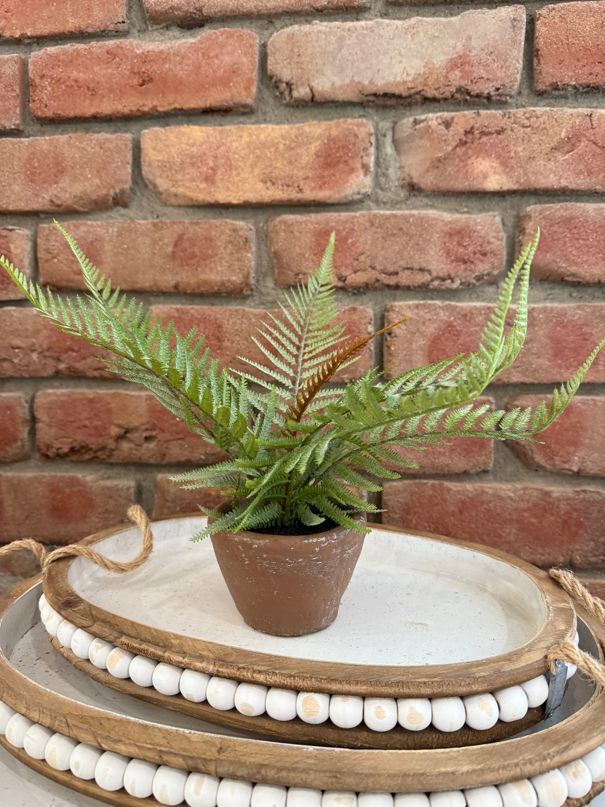 Hill Gate Pot - Plume Fern
