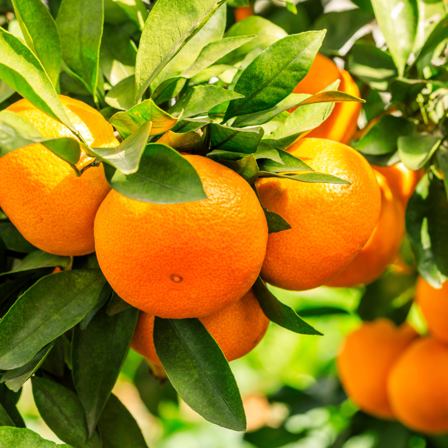 Orange Grove Soy Melter