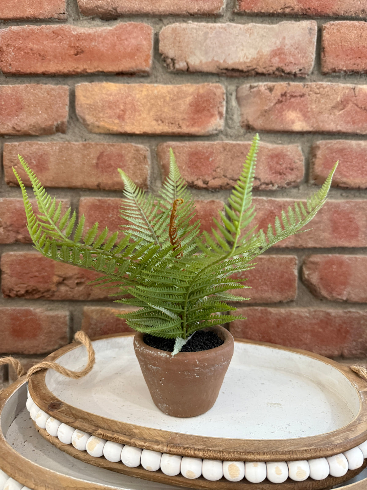 Hill Gate Pot - Plume Fern