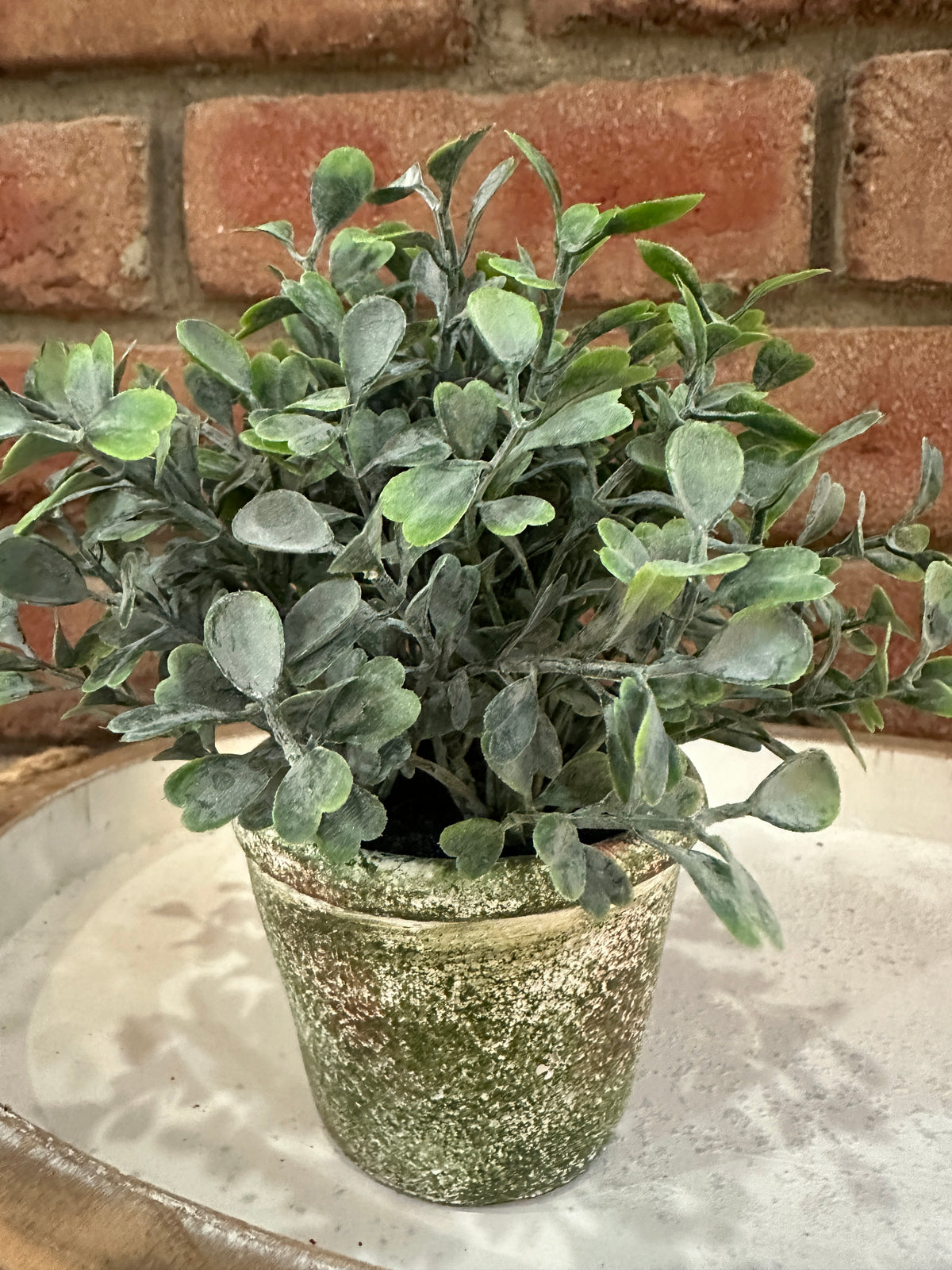 Belmont Pot - Purslane