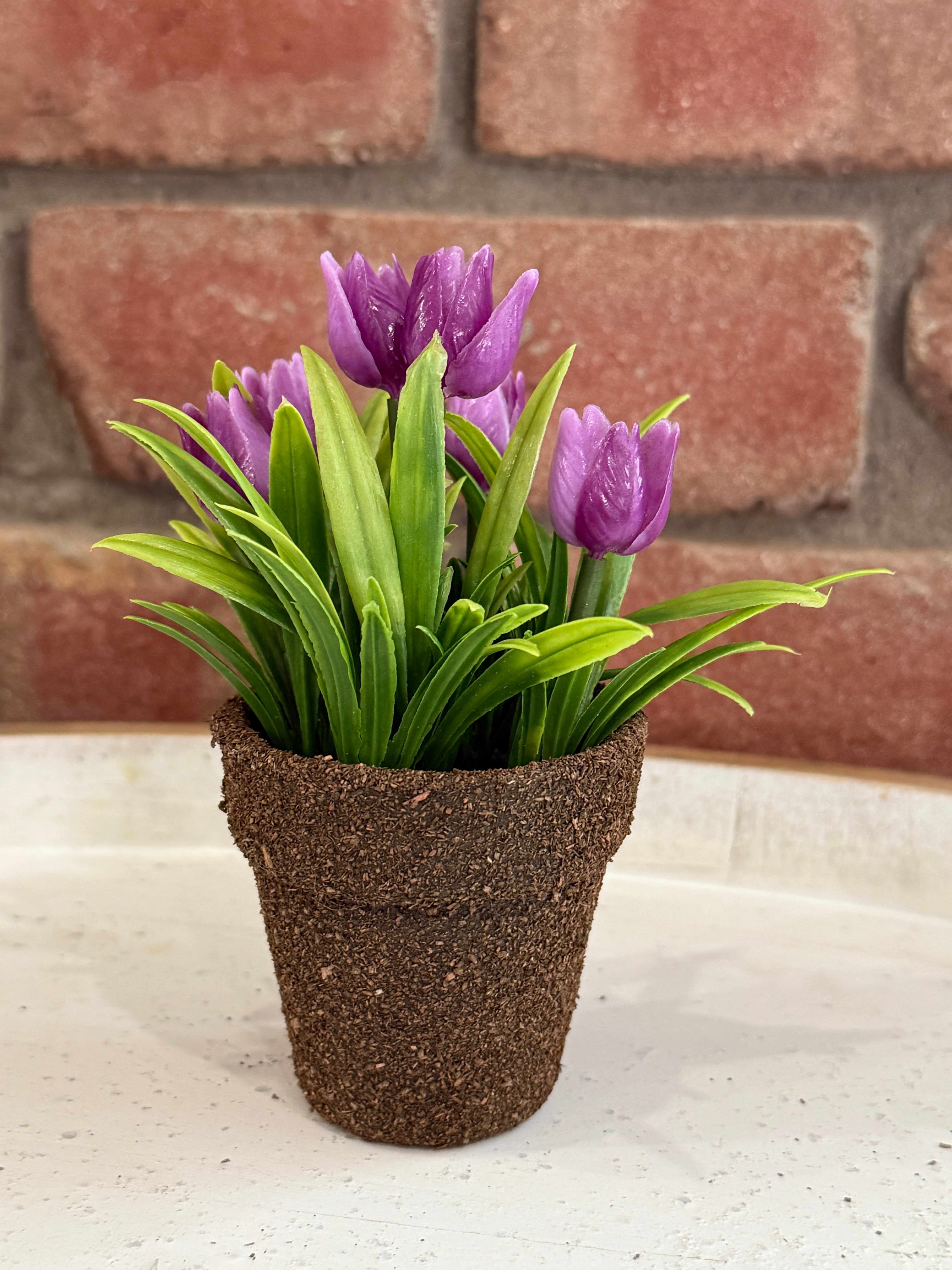tulip potted plant Teacup Tulip Pot - 4 Colors