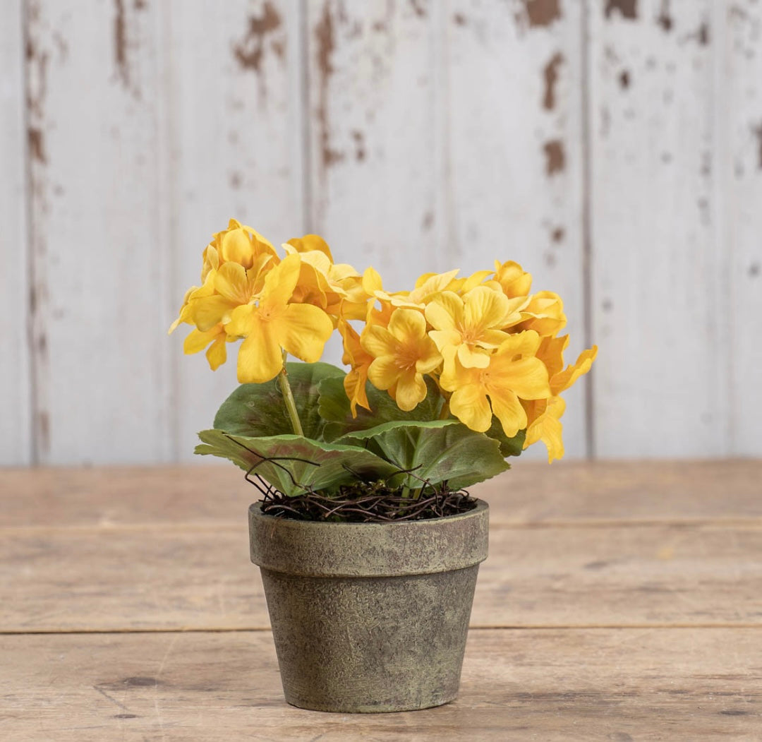 Yellow Potted Geranium