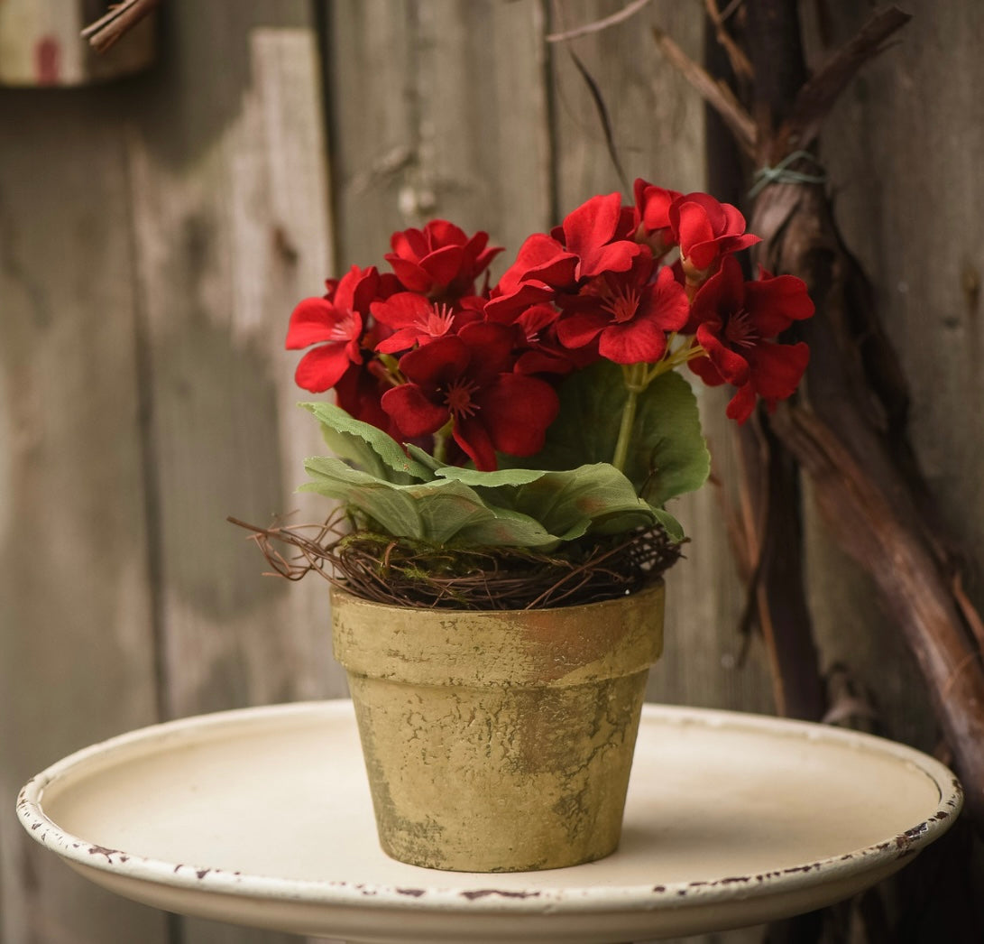 Red Potted Geranium