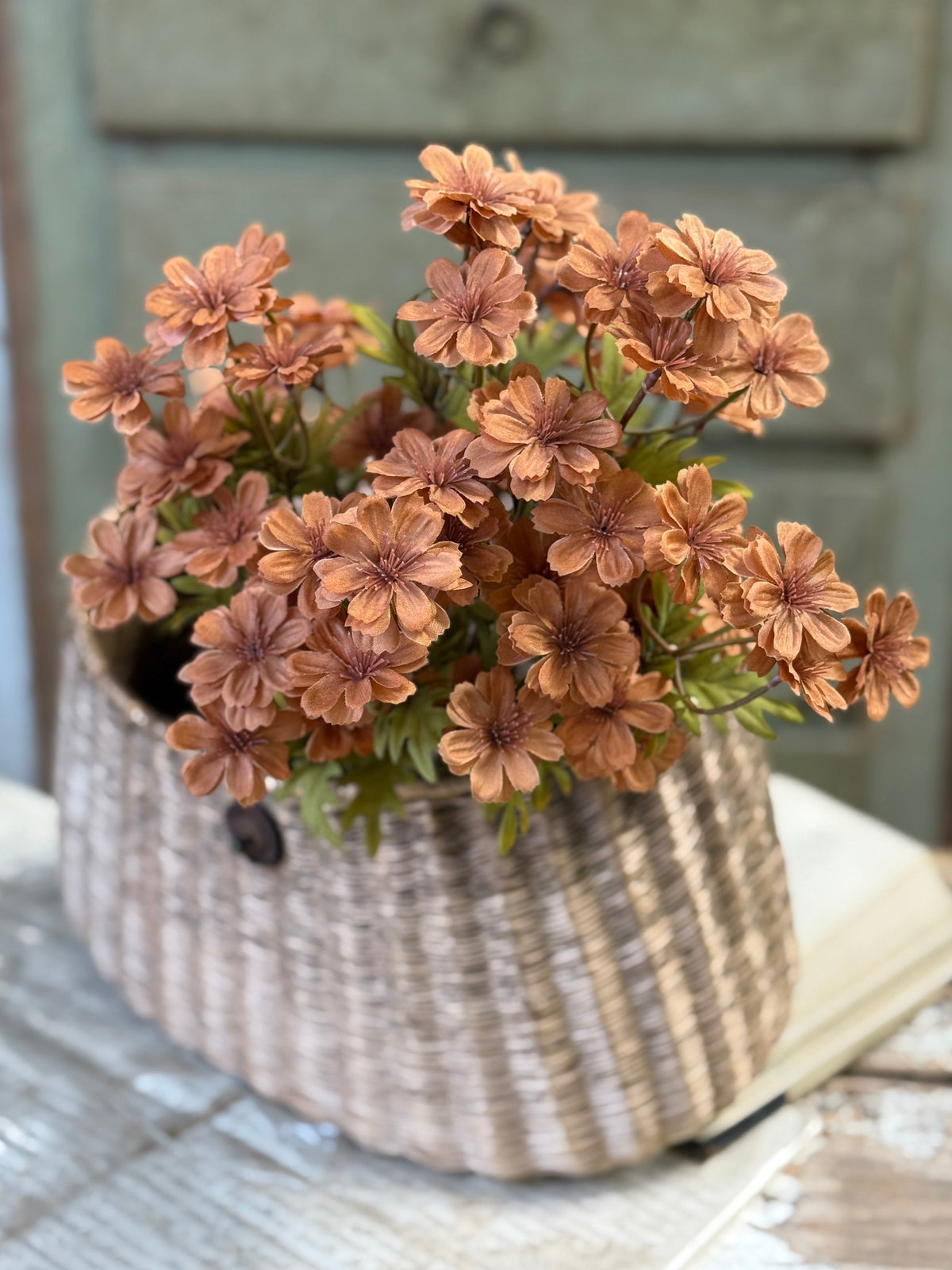 Courtland Cosmos - 4 Colors