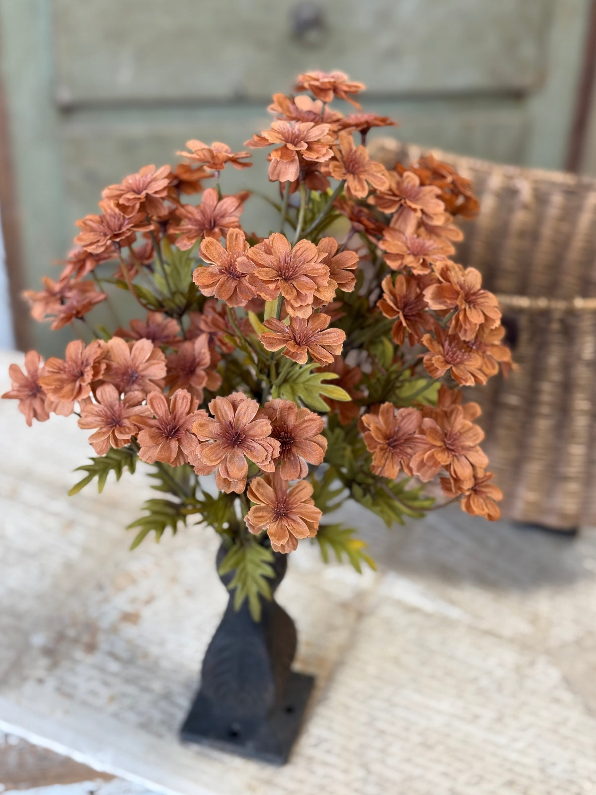 Courtland Cosmos - 4 Colors