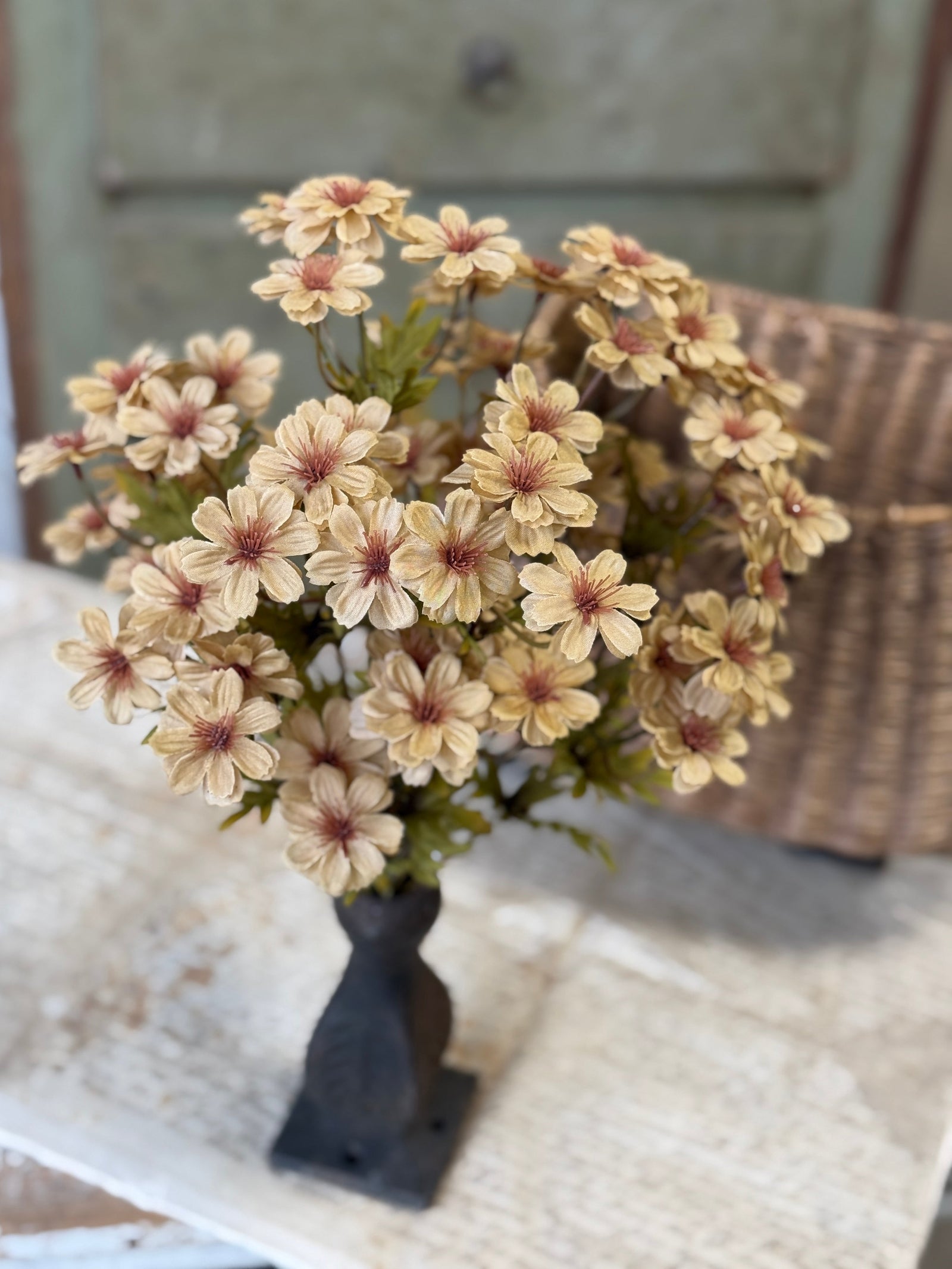 Courtland Cosmos - 4 Colors