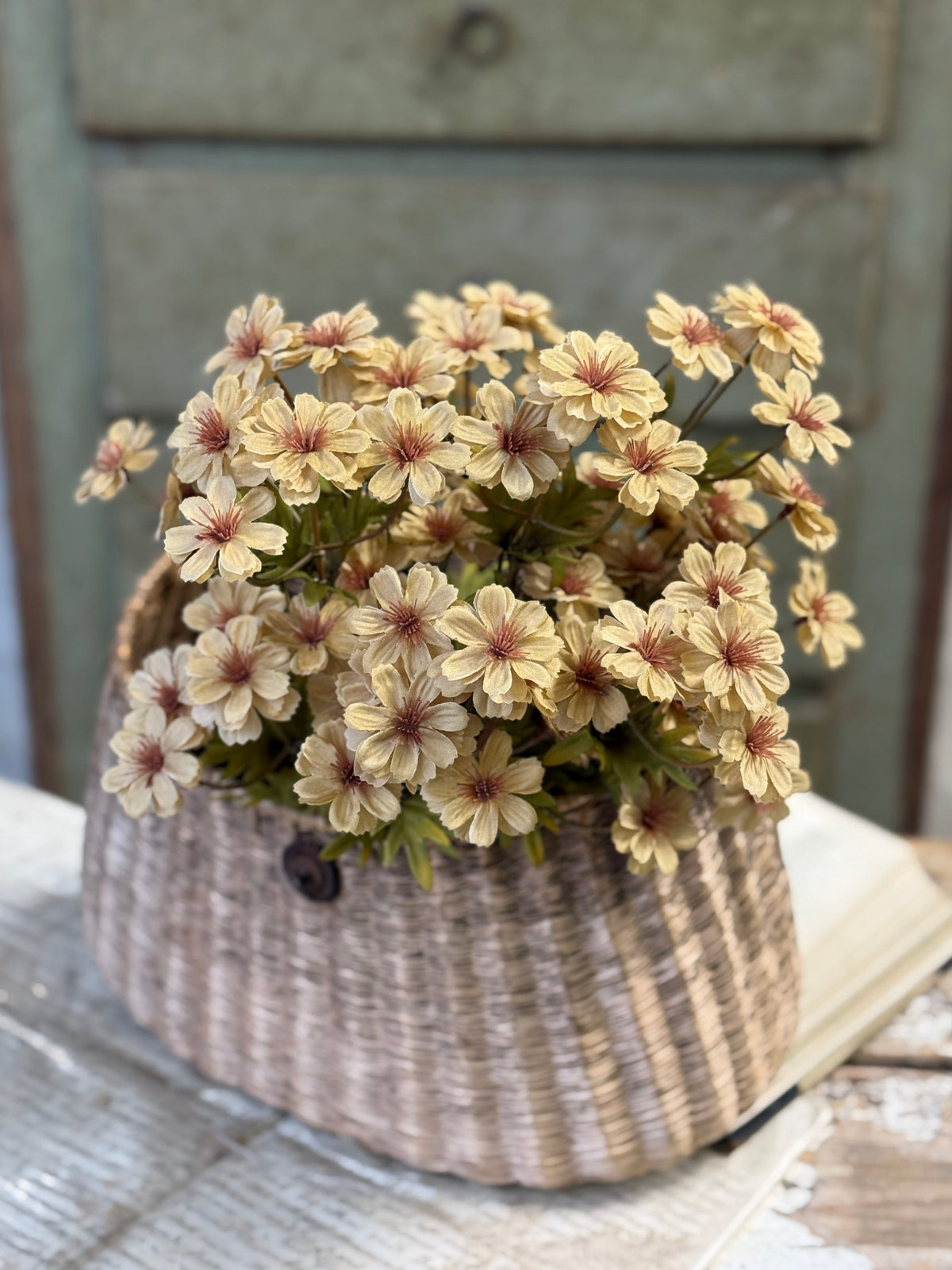 Courtland Cosmos - 4 Colors