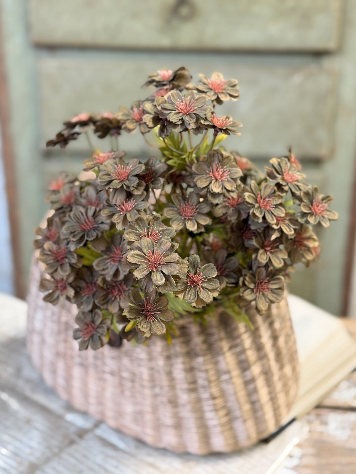 Courtland Cosmos - 4 Colors