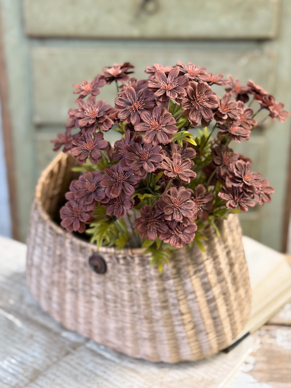 Courtland Cosmos - 4 Colors