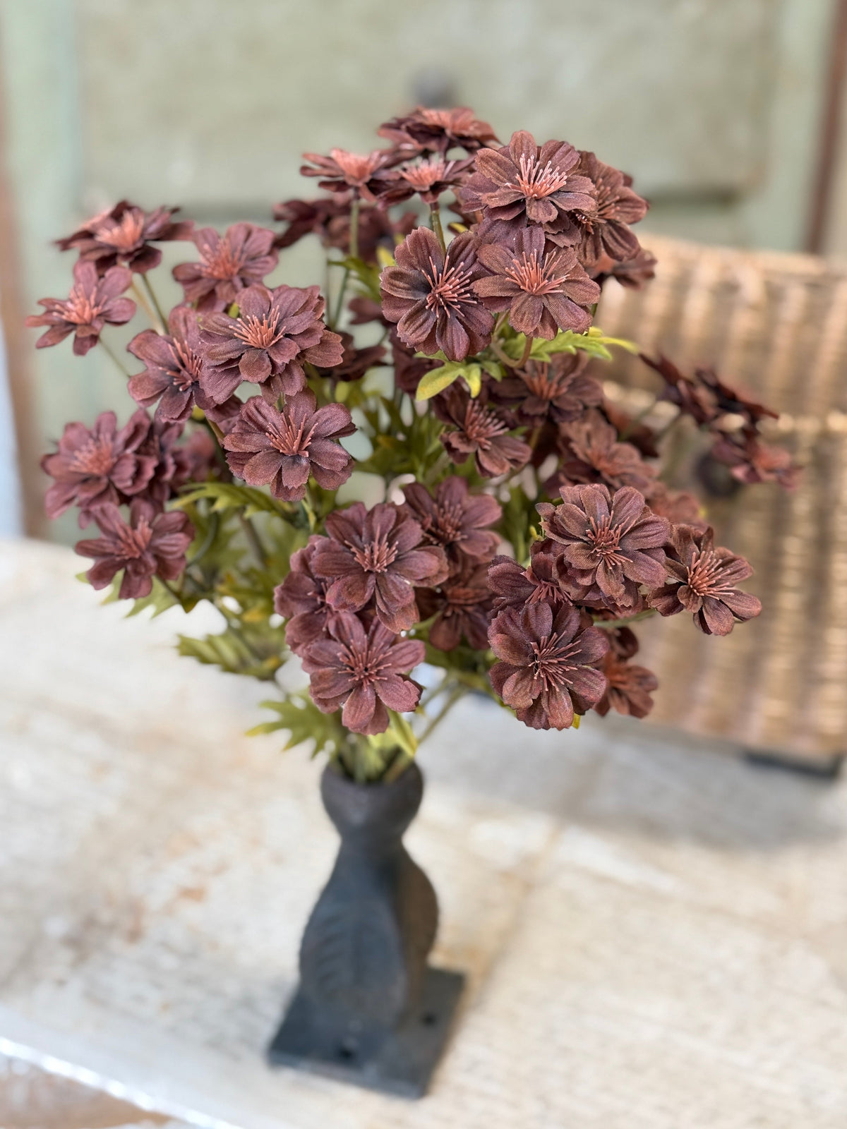 Courtland Cosmos - 4 Colors