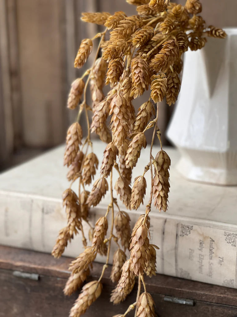 Hops Hanging