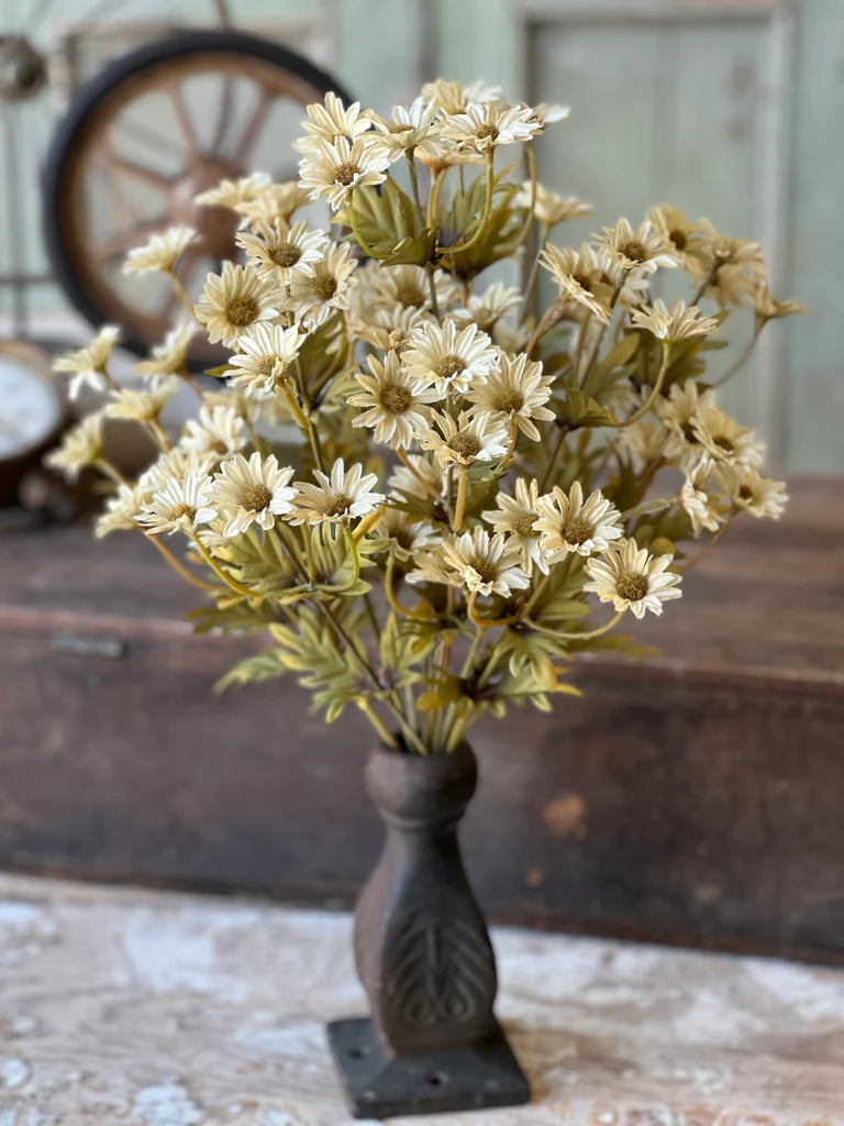 Ashdale Daisy Bush - Ecru