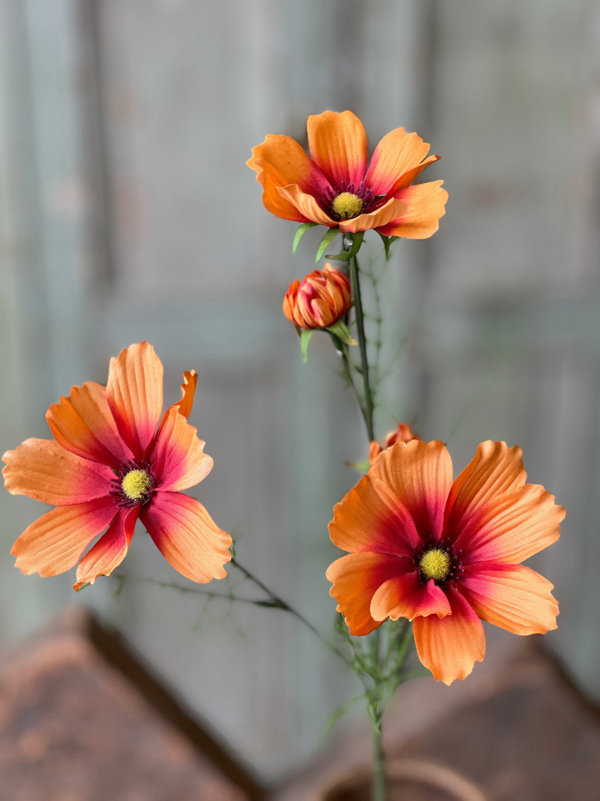 Cockle Cosmos - Orange