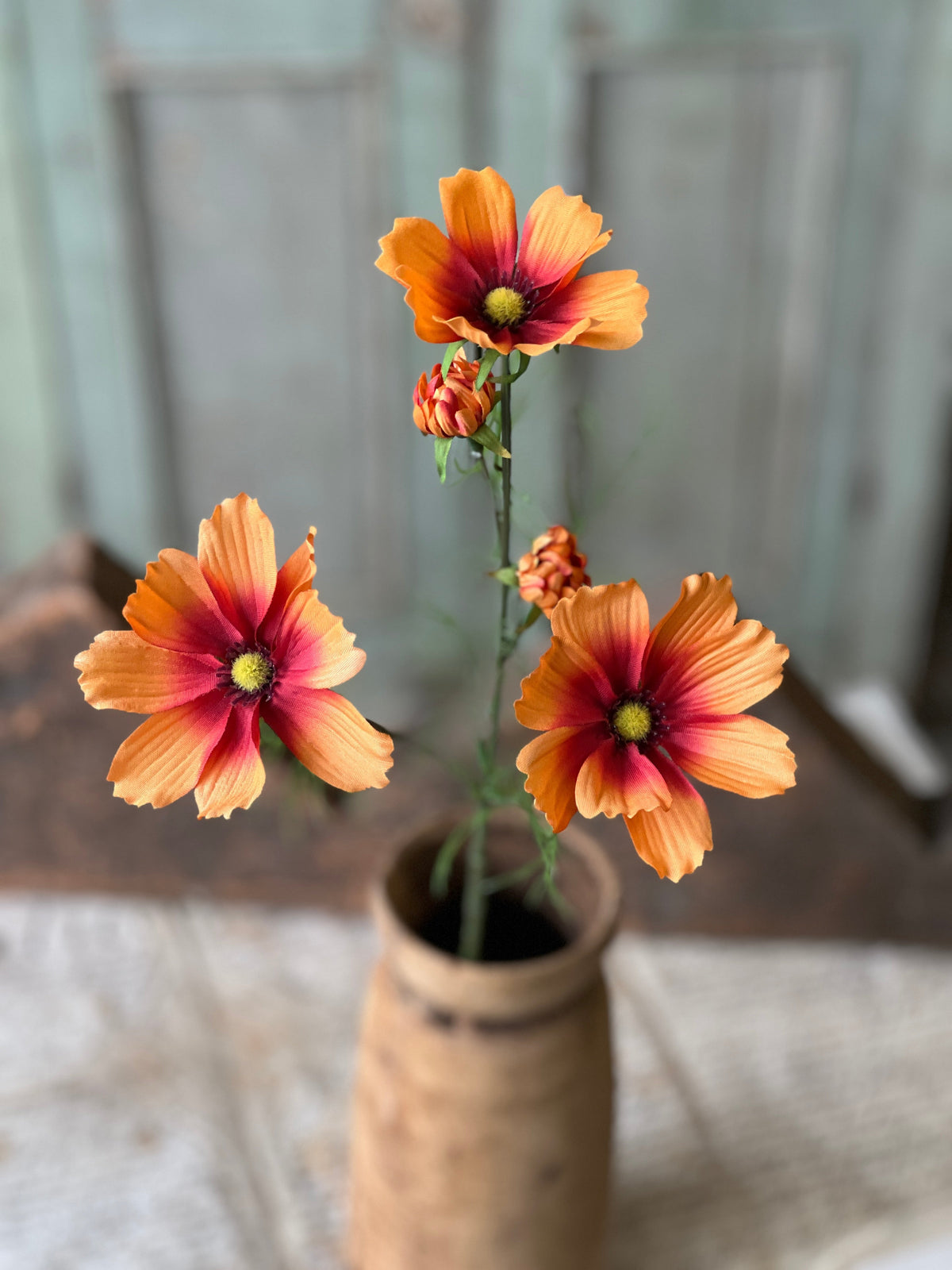 Cockle Cosmos - Orange