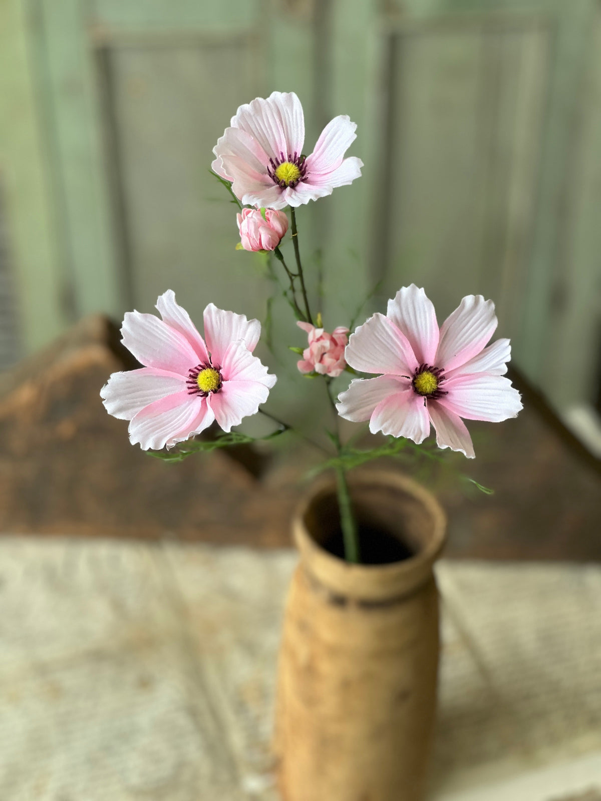 Cockle Cosmos - Pink