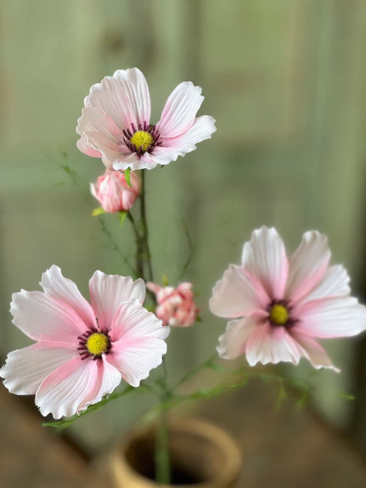 Cockle Cosmos - Pink