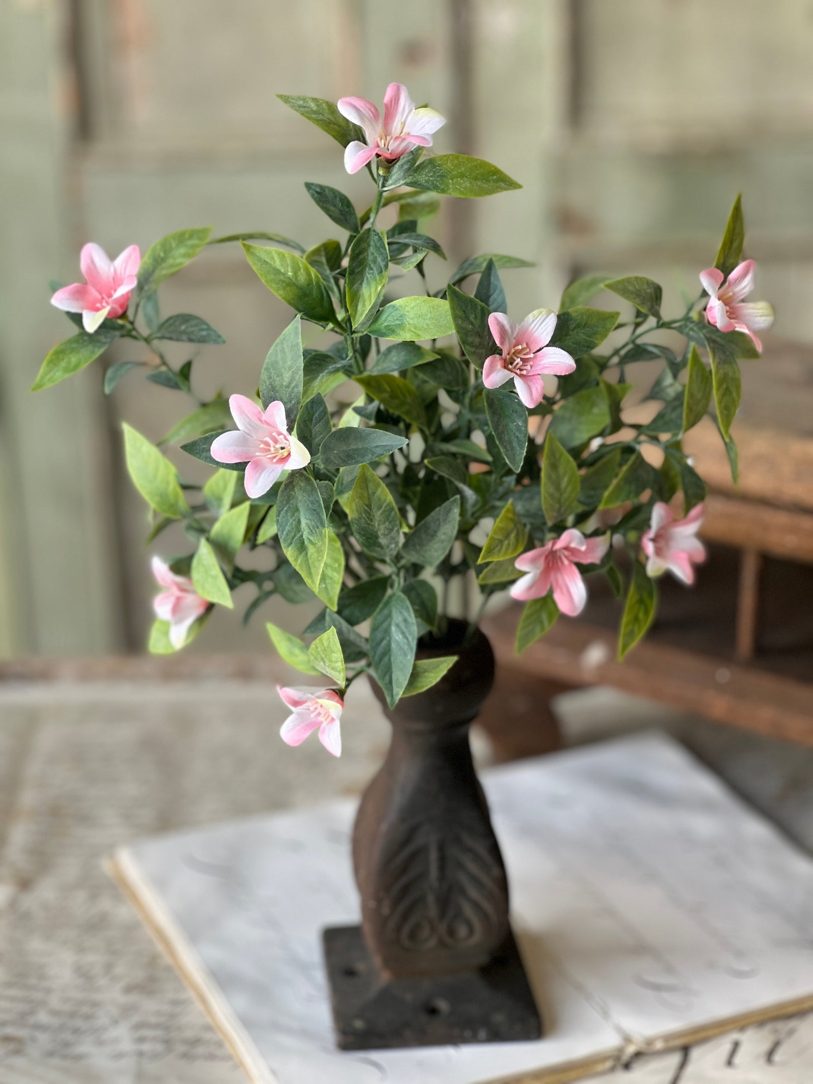 Bashful Blooms Bush - Bliss