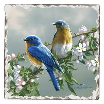 Bluebirds Coaster