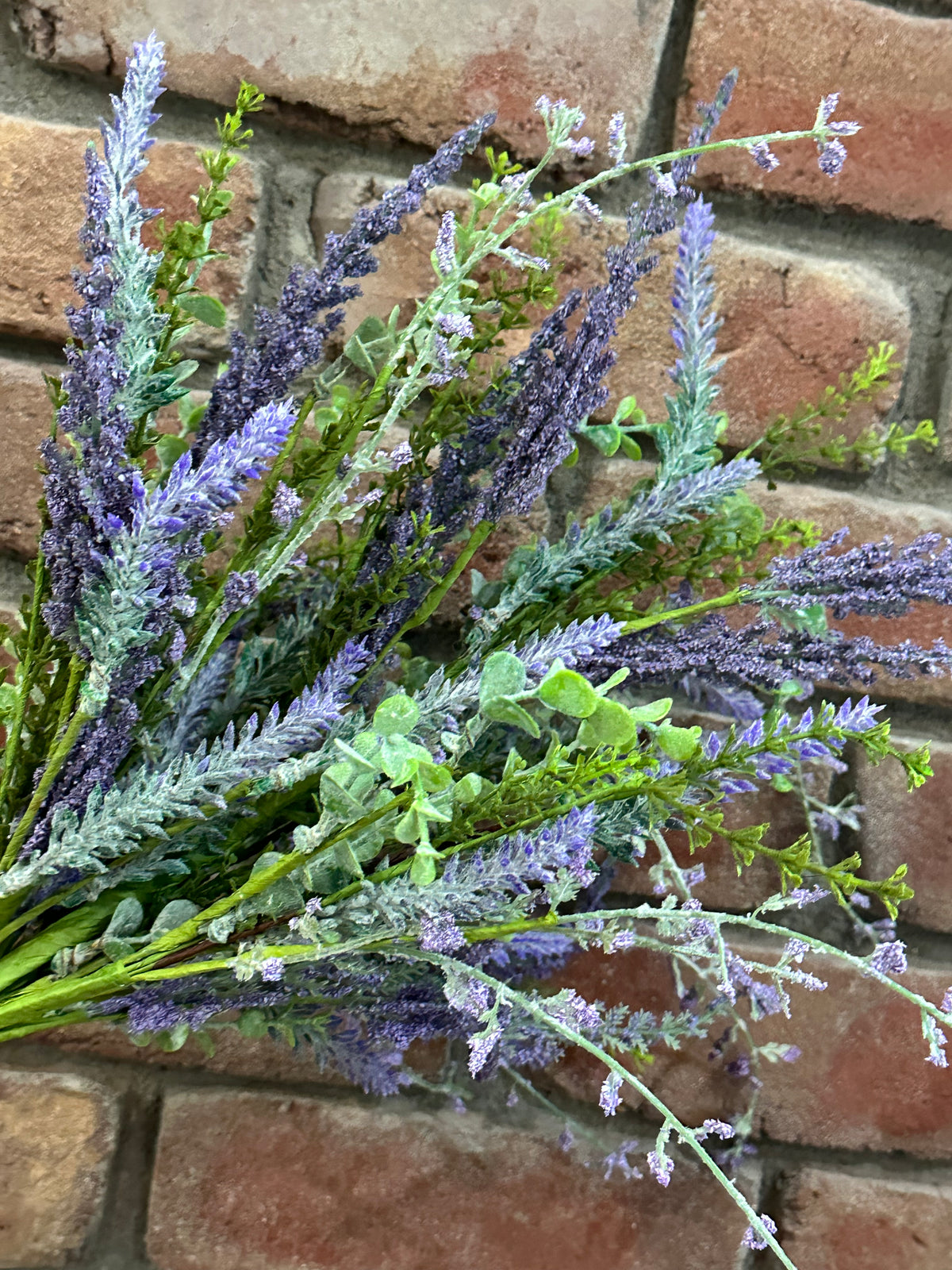 Mixed Lavender Bush