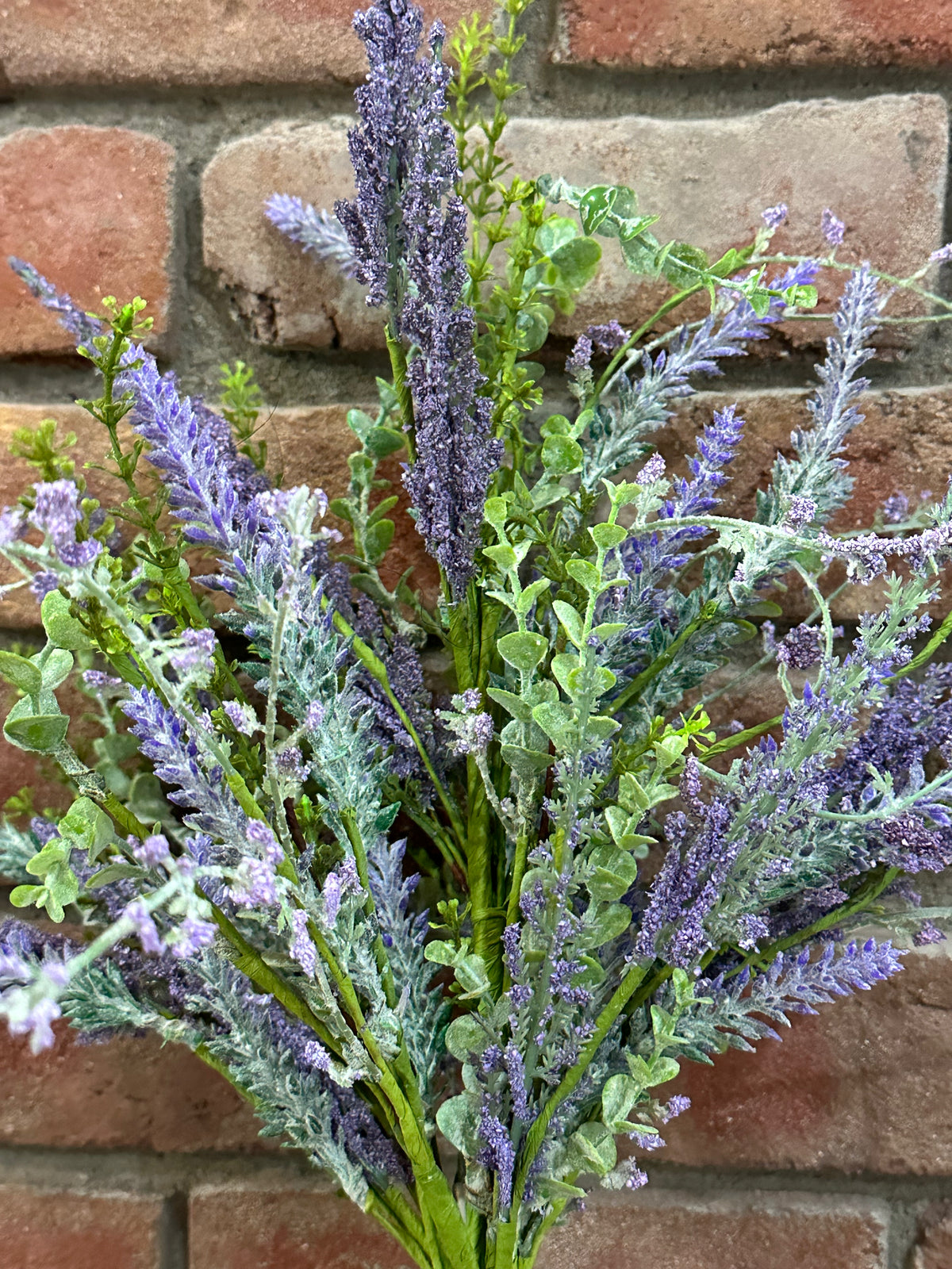 Mixed Lavender Bush