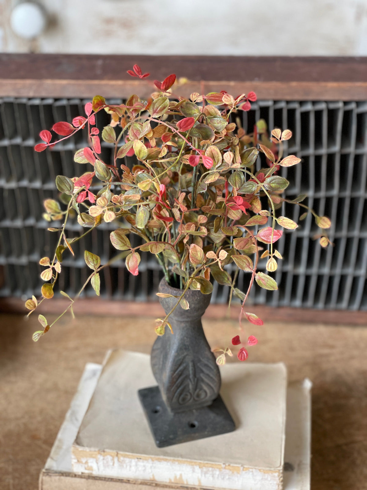 Bog Pimpernel Bush - Red