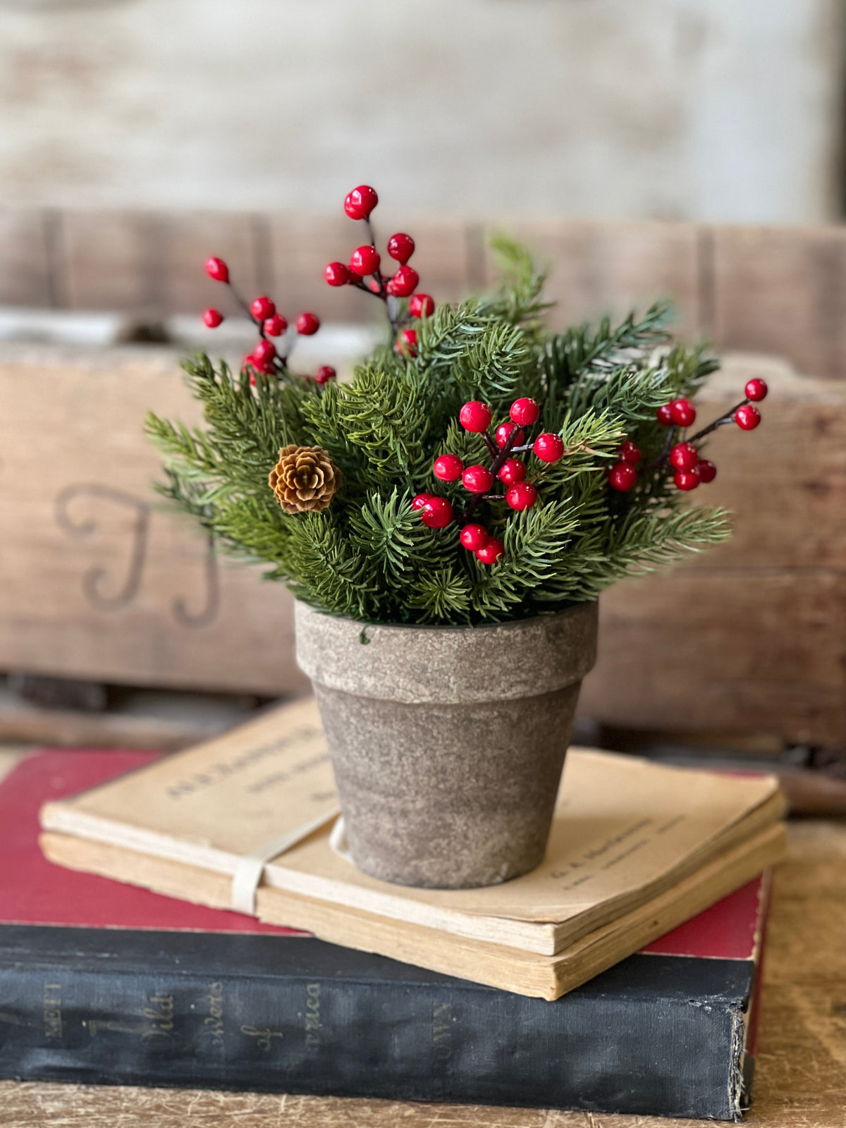 Potted White Spruce with Berries