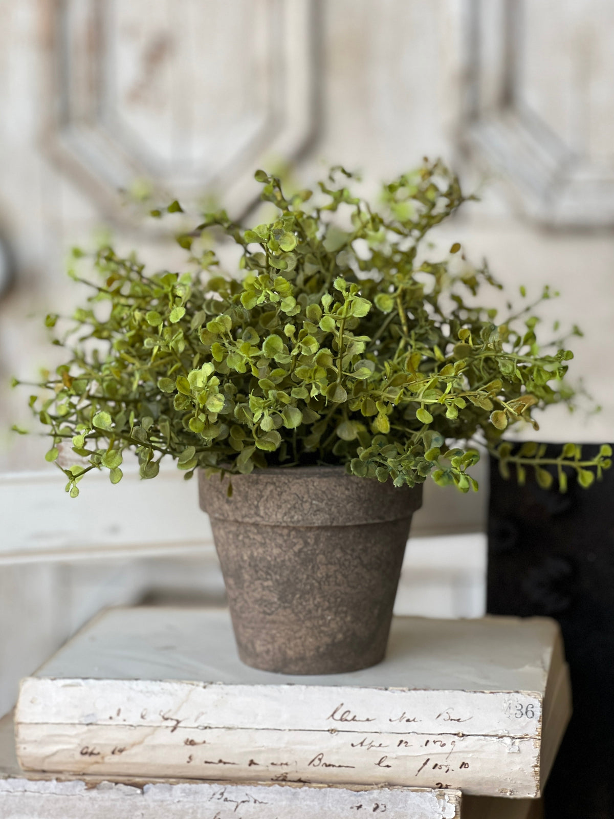 Baby’s Grass Potted