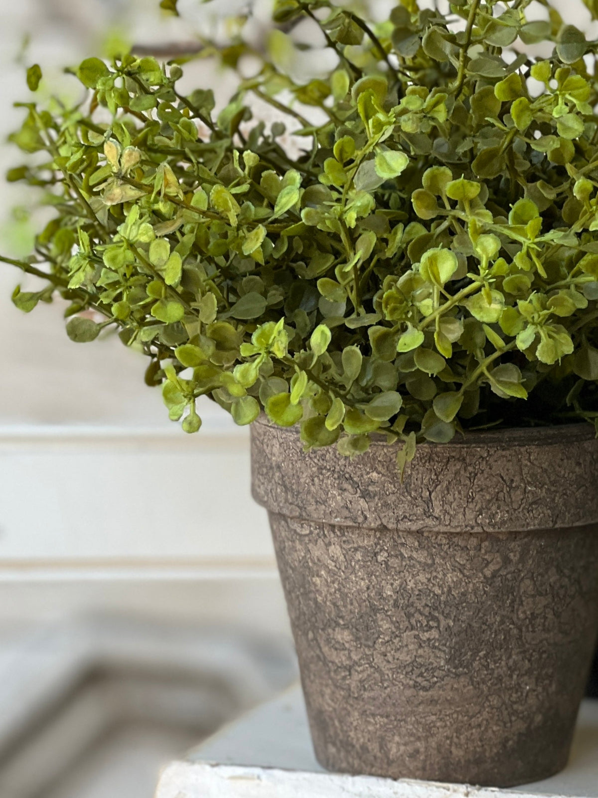 Baby’s Grass Potted