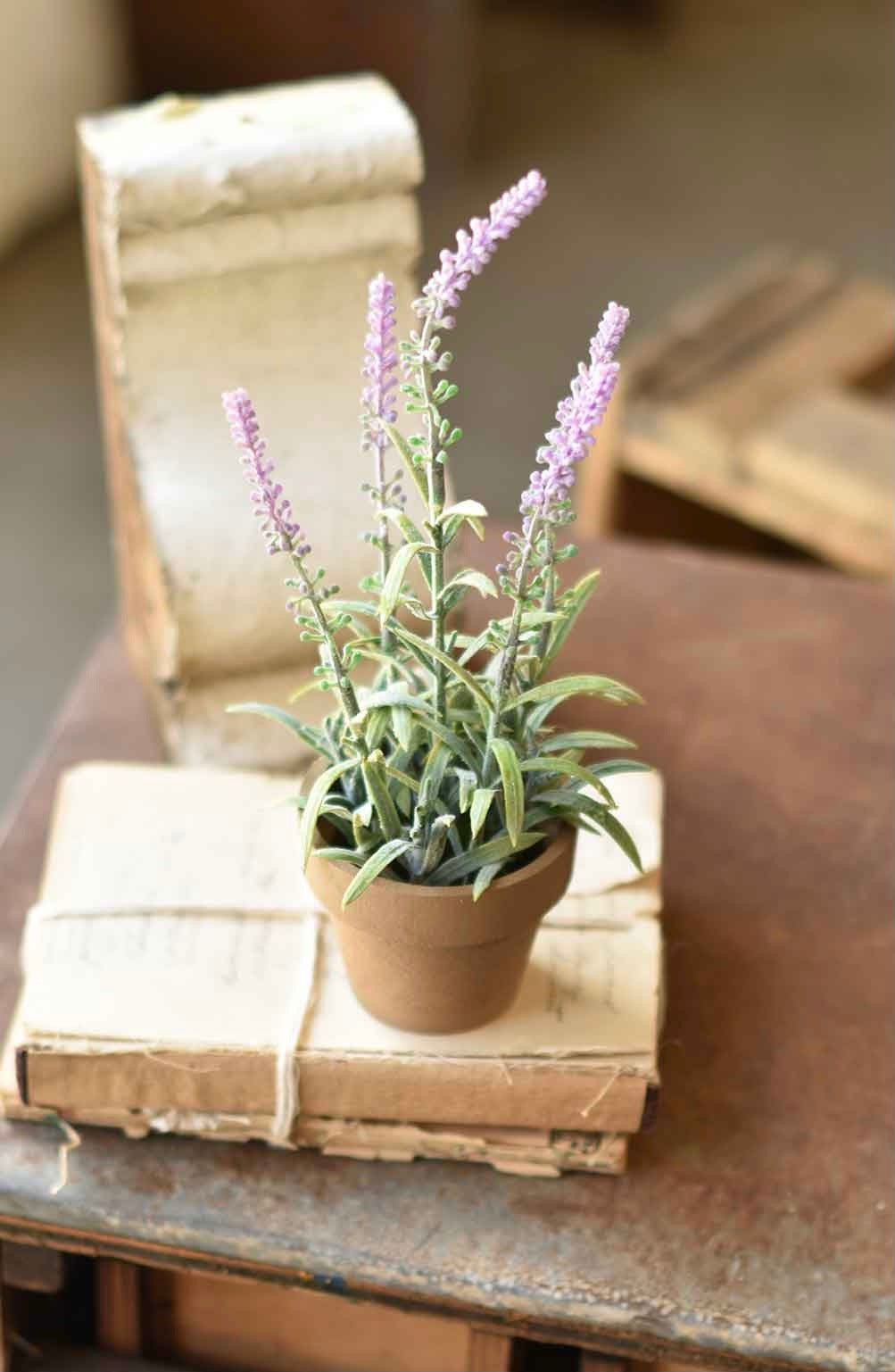 Flowering Sage Pot - Lavender